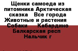 Щенки самоеда из питомника Арктическая сказка - Все города Животные и растения » Собаки   . Кабардино-Балкарская респ.,Нальчик г.